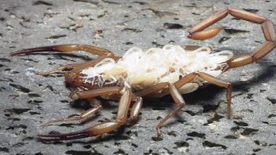 مميزات وعيوب رجل برج العقرب: اكتشف الجوانب الخفية لشخصيته الساحرة! 4 مميزات وعيوب رجل برج العقرب 1