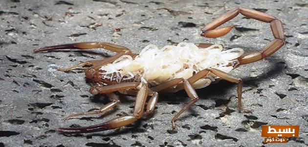 مميزات وعيوب رجل برج العقرب: اكتشف الجوانب الخفية لشخصيته الساحرة! 1 مميزات وعيوب رجل برج العقرب 1