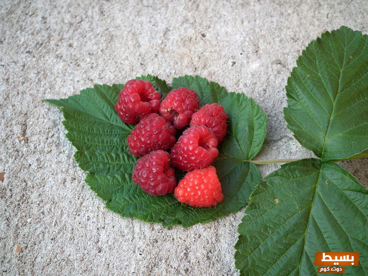 مين جربت شاي أوراق التوت للولاده اكتشفي الفوائد المذهلة وتأثيره الرائع على تجربتك في الحمل والولادة! 3 مين جربت شاي أوراق التوت للولاده