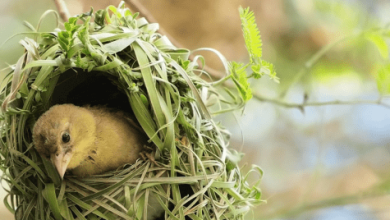 هل إطعام الطيور صدقة جارية تمنح الأجر والثواب المستدام للإنسان 8 هل إطعام الطيور صدقة جارية