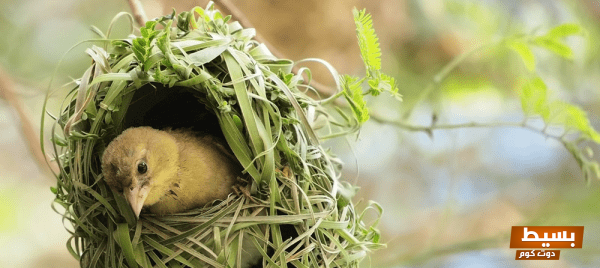 هل إطعام الطيور صدقة جارية تمنح الأجر والثواب المستدام للإنسان 1 هل إطعام الطيور صدقة جارية