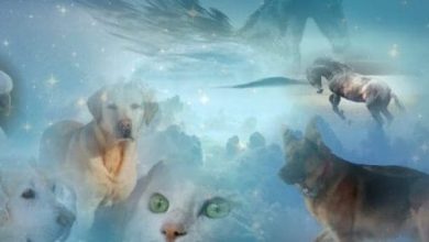 هل موت الحيوان مكتوب حقائق مدهشة تكشف أسرار الحياة والمصير! 2 هل موت الحيوان مكتوب scaled