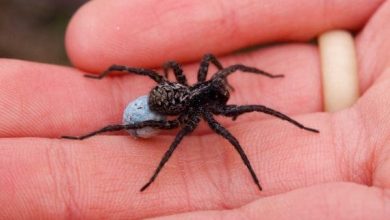 هل وجود العناكب في المنزل يدل على السحر اكتشف الأسرار المدهشة وراء هذه الكائنات الغامضة! 4 هل وجود العناكب في المنزل يدل على السحر 1