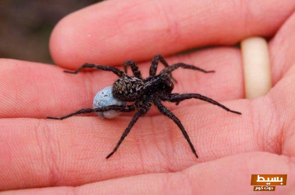 هل وجود العناكب في المنزل يدل على السحر اكتشف الأسرار المدهشة وراء هذه الكائنات الغامضة! 1 هل وجود العناكب في المنزل يدل على السحر 1