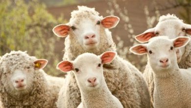 حكم الأضحية في المذاهب الأربعة استكشف الأبعاد الفقهية والمعاني الروحية العميقة لهذه العبادة المهمة! 6 هل يجوز اشتراك الأب وابنه في الأضحية3