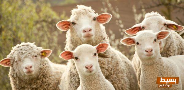 حكم الأضحية في المذاهب الأربعة استكشف الأبعاد الفقهية والمعاني الروحية العميقة لهذه العبادة المهمة! 1 هل يجوز اشتراك الأب وابنه في الأضحية3