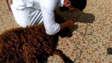 شروط المضحي من الرجال والنساء دليل شامل لملتقى العطاء والتضحية الذي يعكس روح الفداء والإيمان 7 هل يجوز ذبح الأضحية في الليل3