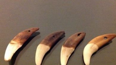 تجربتي المثيرة مع ناب الذيب: رحلة مليئة بالتحديات والإصرار التي لا تُنسى 5 هل يجوز لبس ناب الذيب 1 scaled