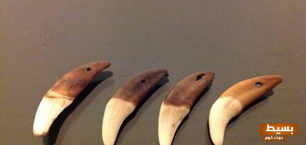 تجربتي المثيرة مع ناب الذيب: رحلة مليئة بالتحديات والإصرار التي لا تُنسى 1 هل يجوز لبس ناب الذيب 1 scaled