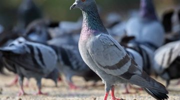 وجود حمامة رمادية في البيت