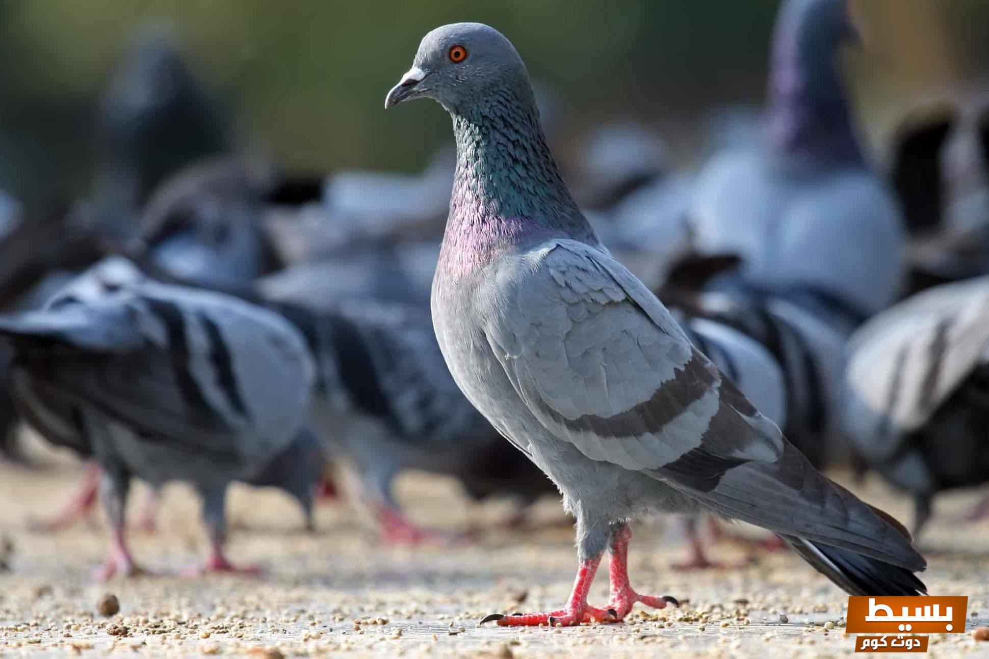 تفسير رؤية وجود حمامة رمادية في البيت رموز ودلالات تحمل معاني عميقة قد تغيّر حياتك! 3 وجود حمامة رمادية في البيت